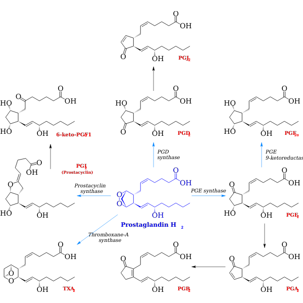 Prostanoid Synthesis